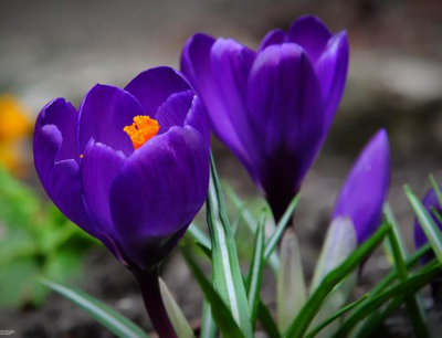 spring.jpg